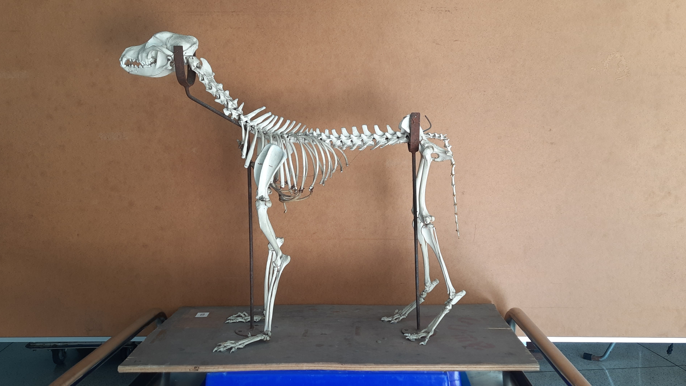 คณะสัตวแพทยศาสตร์ มหาวิทยาลัยเกษตรศาสตร์