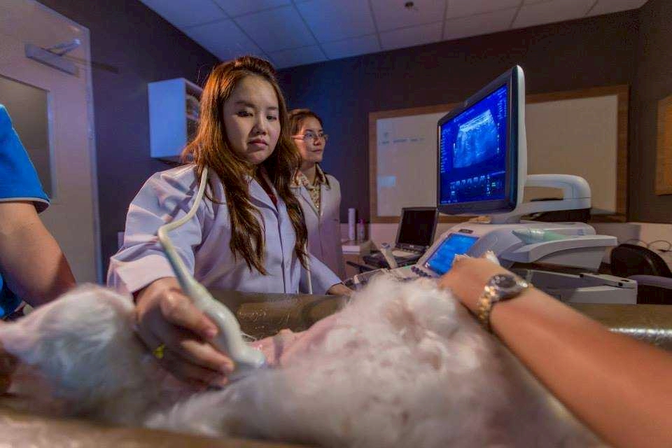 Student Life at Veterinary Medicine